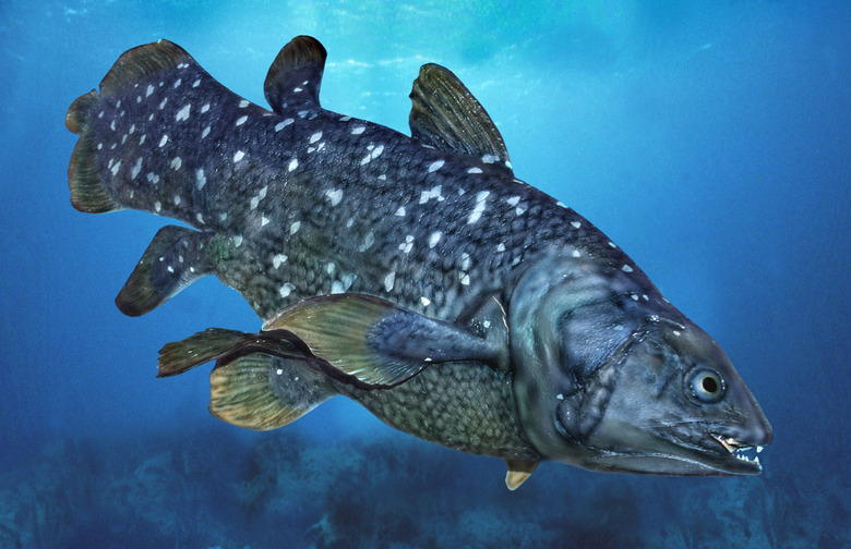 coelacanth