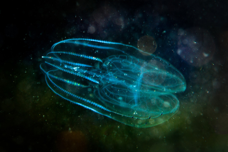 comb jellyfish have nervous systems
