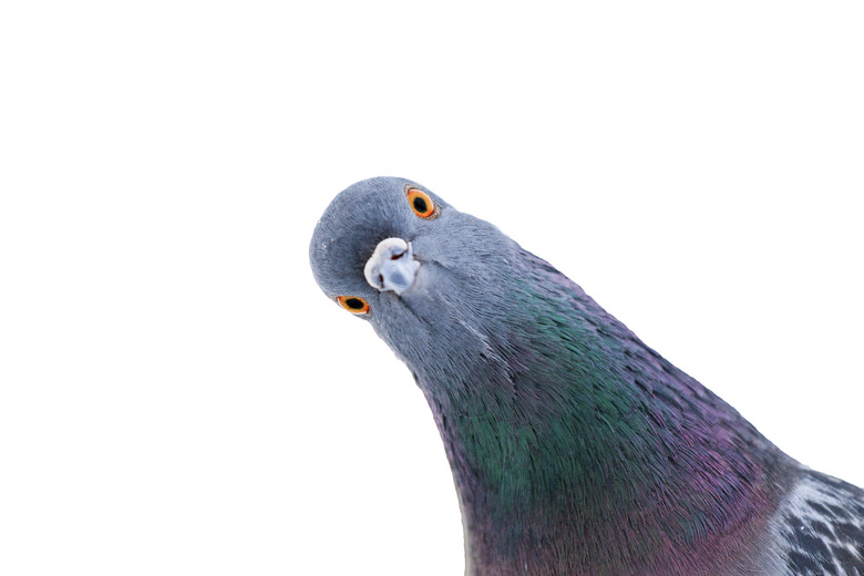 pigeon looks at camera