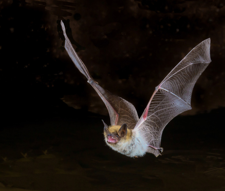 bat using echolocation in flight