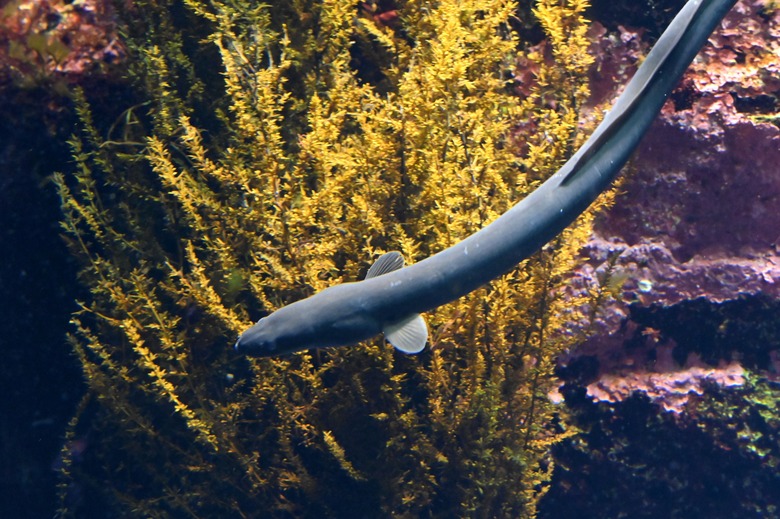 japanese eel