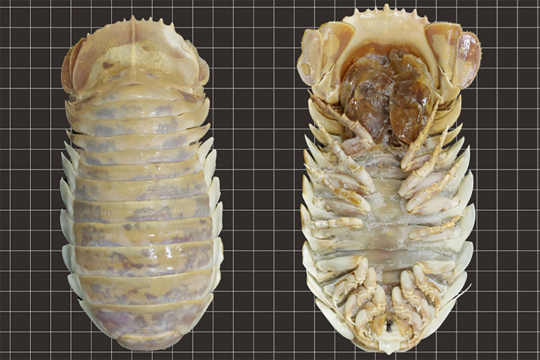 giant sea bug isopod