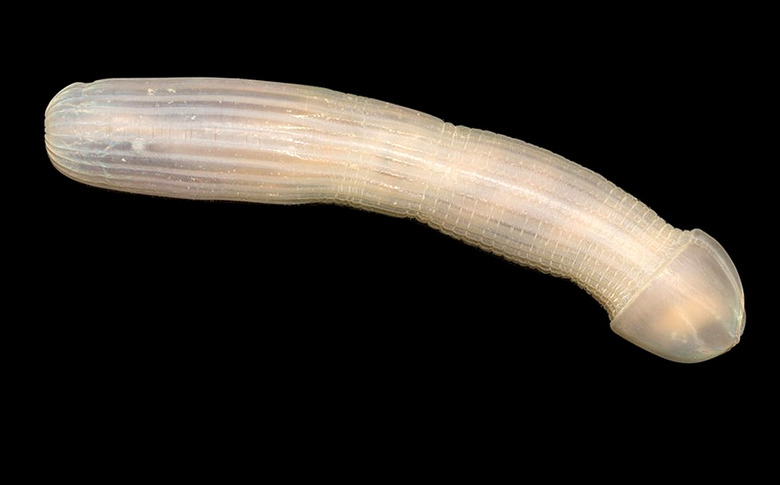 peanut