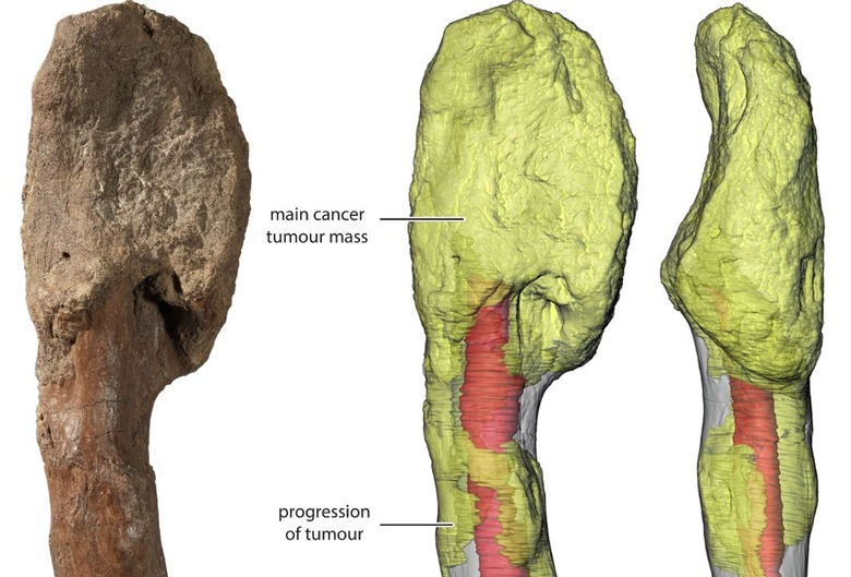 dinosaur cancer