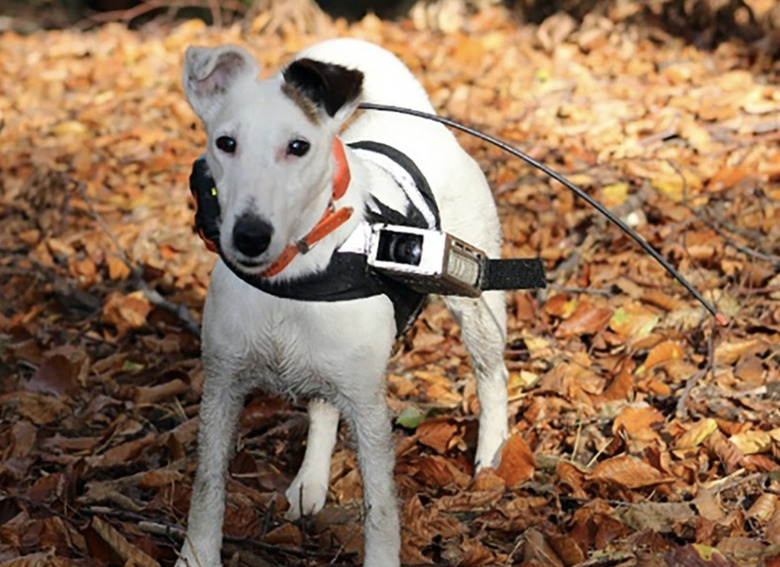 dog gps