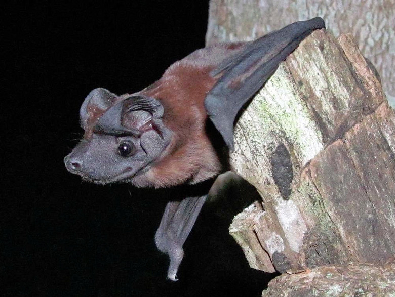 dogfacedbat