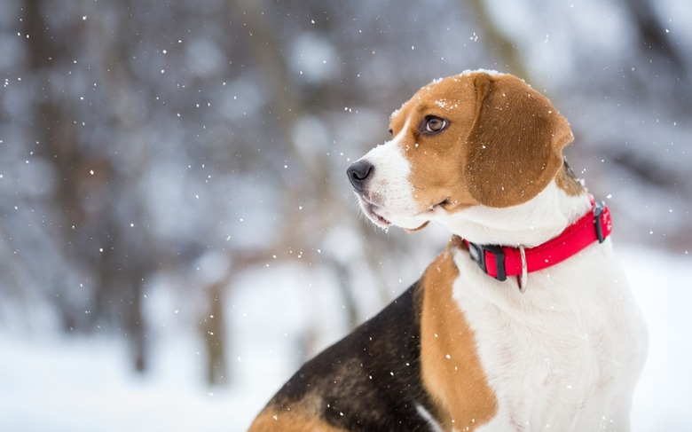 beagle dog