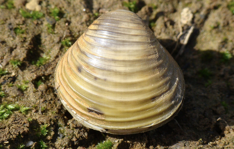 asian clams