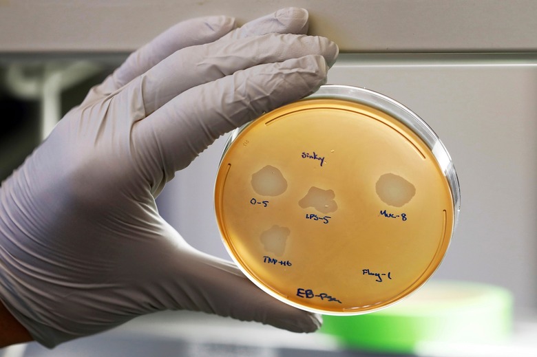 Antibiotic Alternatives, New Haven, USA - 17 Jan 2019