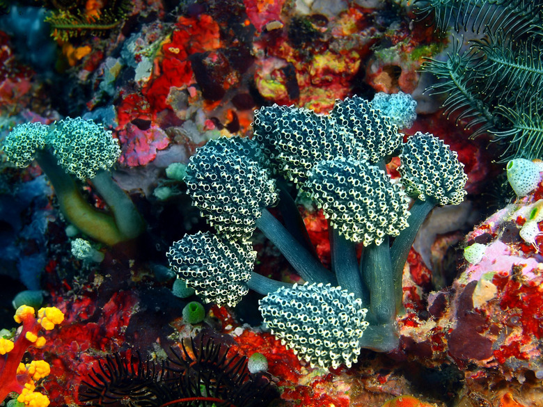 sea squirts