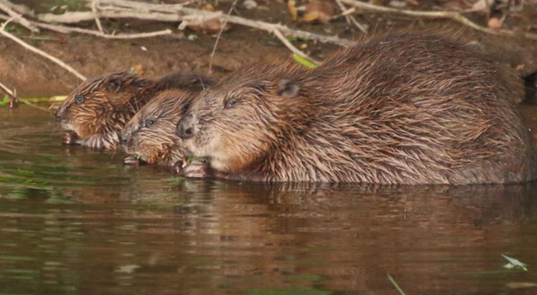beavers in england