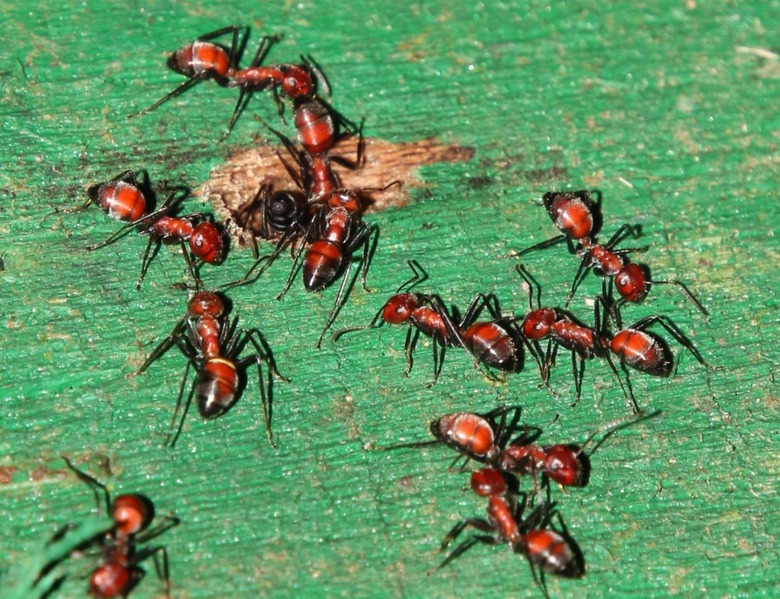 yg-ants-001