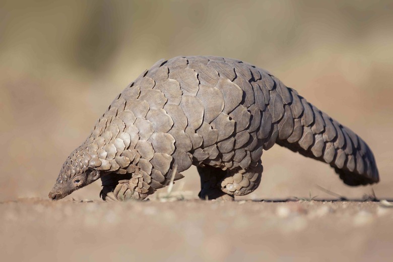 pangolin