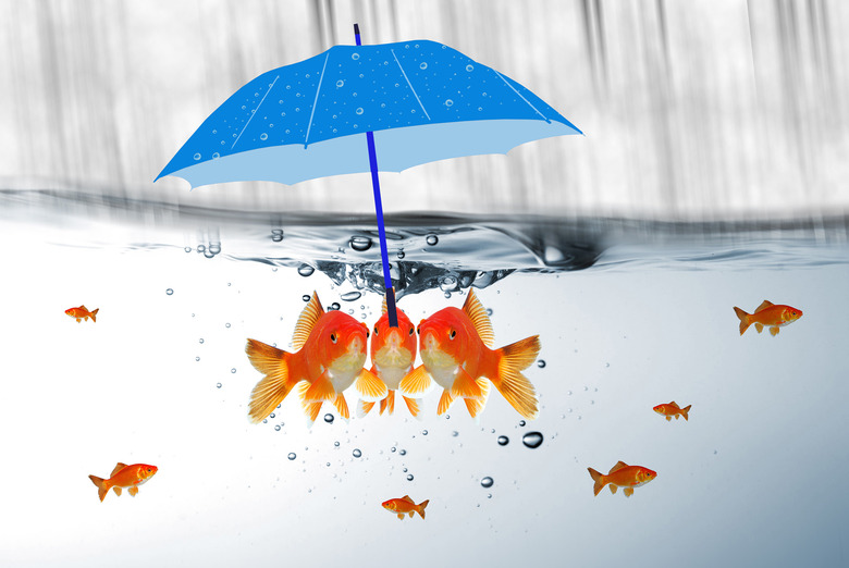 fish holding umbrella