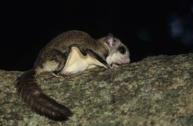 flying squirrel