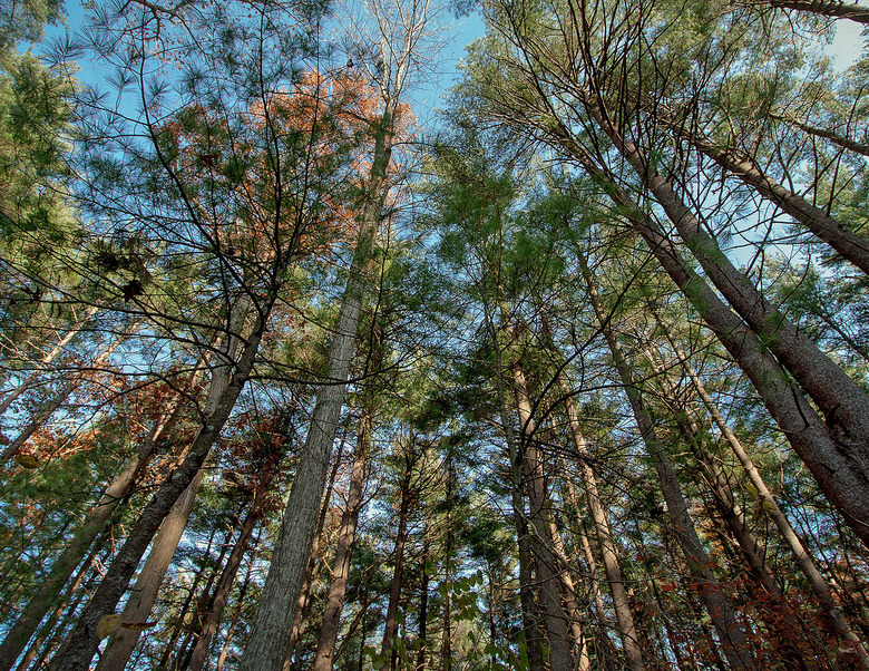 forest