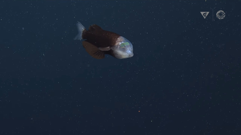 barreleye fish in the ocean
