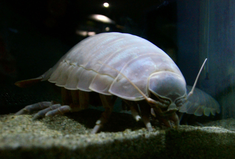 giant isopod
