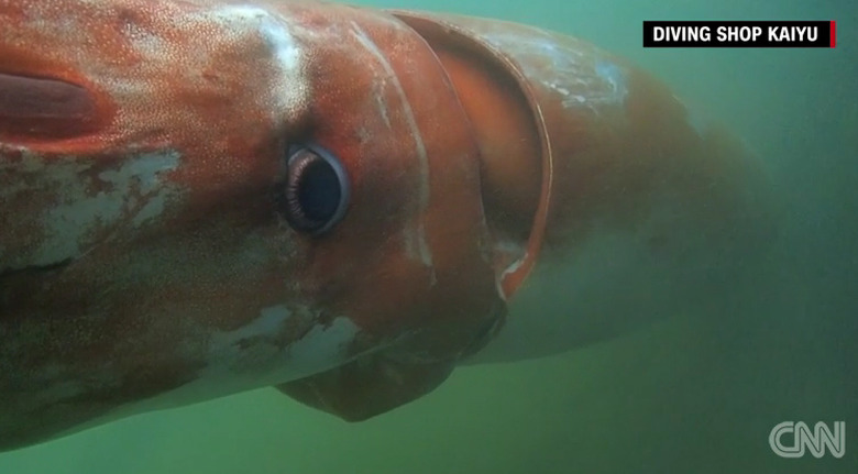 rare-giant-squid-christmas-eve-japan-video-cnn