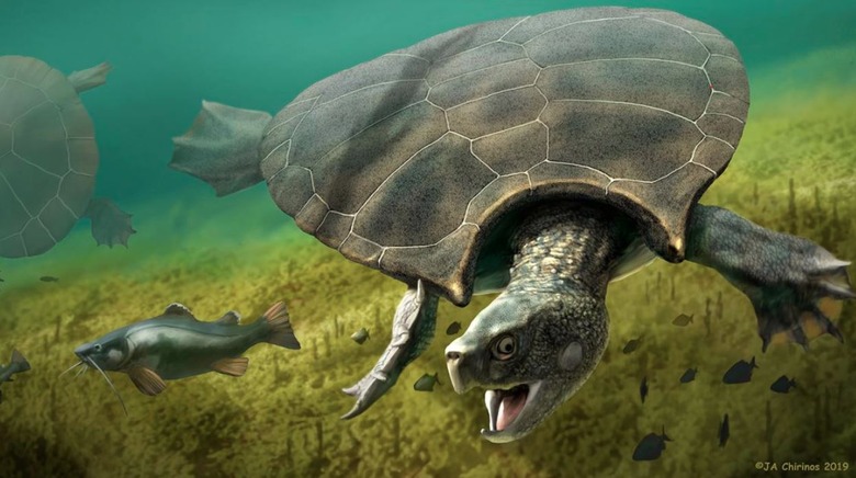 ancient turtle