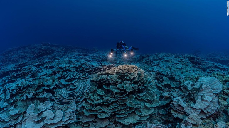 untouched coral reef discovered off tahiti