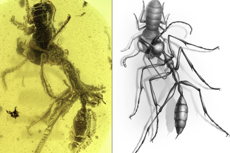 hell ant