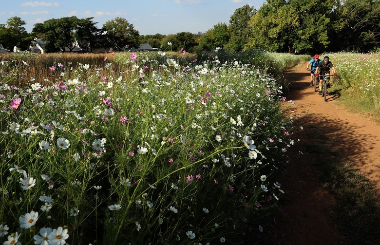 South Africa Autumn Cosmos flowers, Johannesburg - 20 Mar 2019