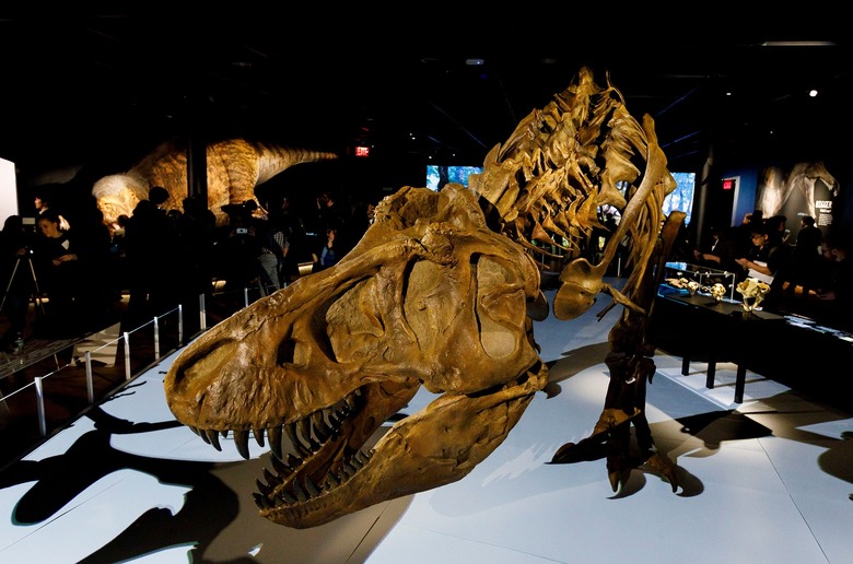 New T. Rex Exhibit at American Natural History Museum, New York, USA - 05 Mar 2019