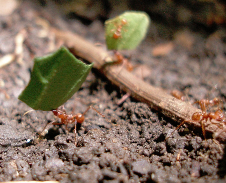 antz
