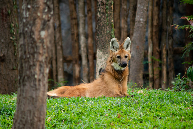maned wolf lounging