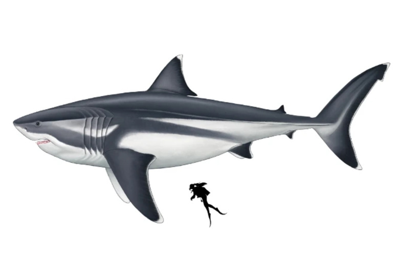 megalodon
