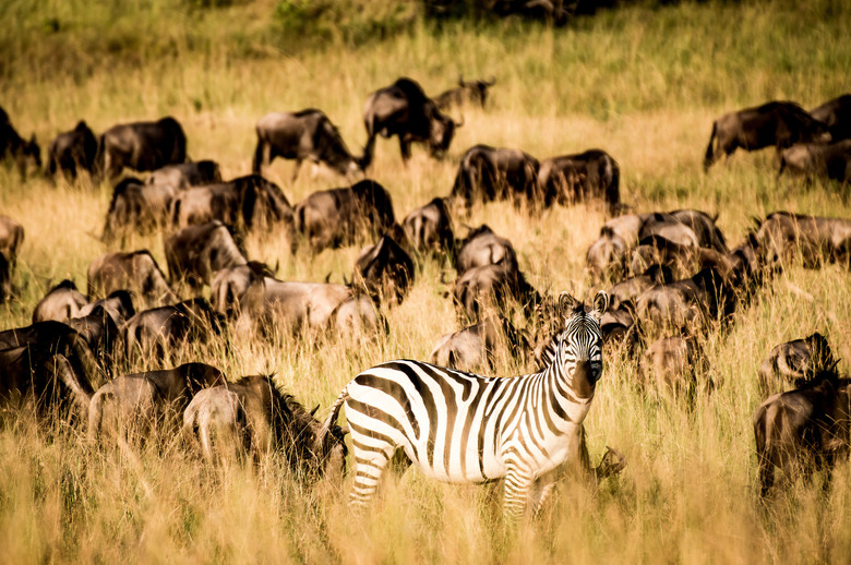 land mammal migration