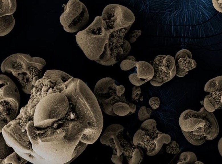 metal bacteria