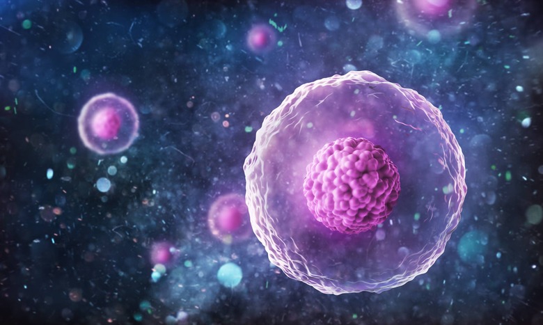 cells under a microscope