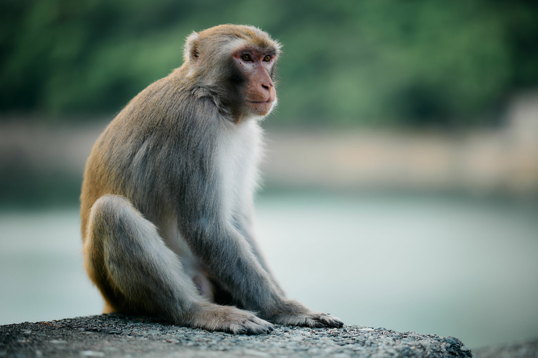 rhesus monkey like Retro the cloned monkey