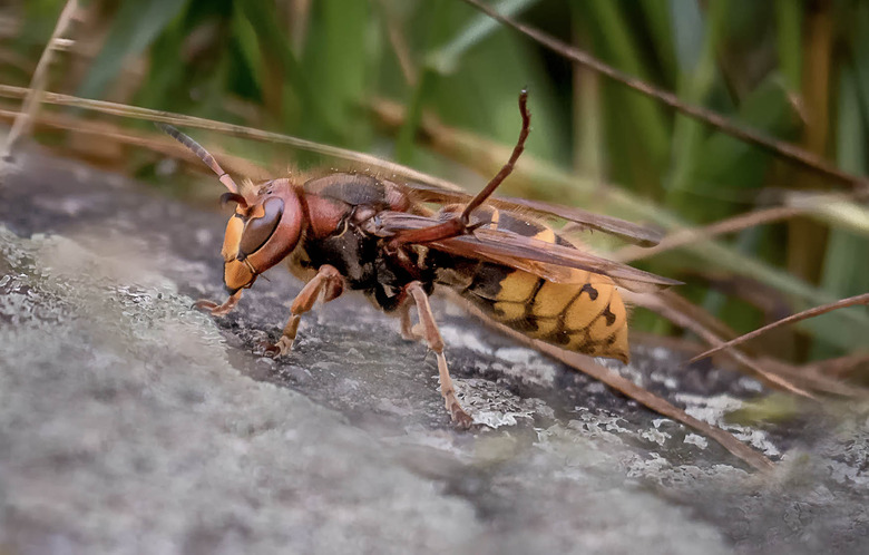 murder hornet