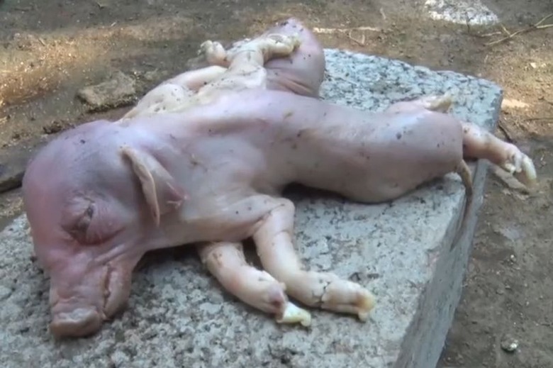 PAY-AsiaWire_ConjoinedPiglets_01