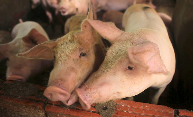 Swine Fever, Hanoi, Vietnam - 30 May 2019
