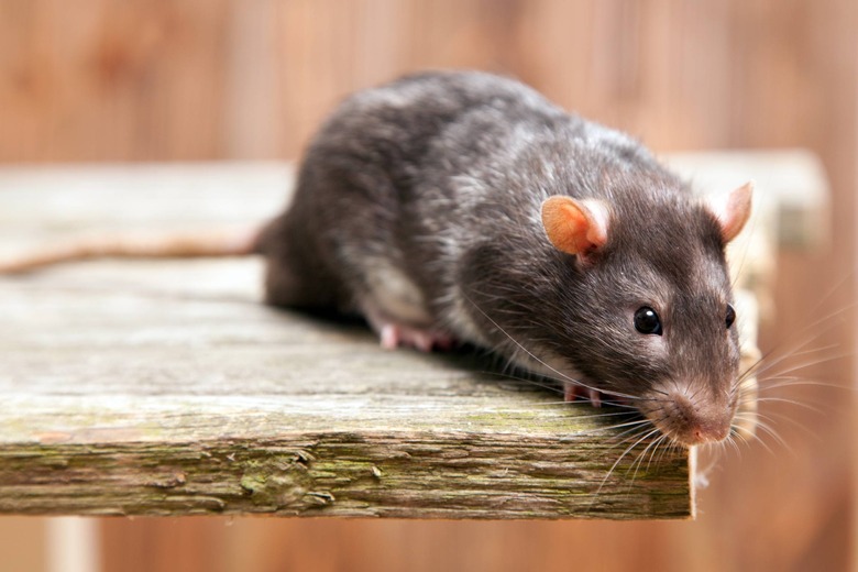 rat on table