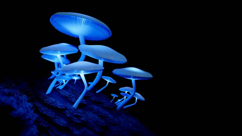 glow-in-the-dark mushrooms on wood
