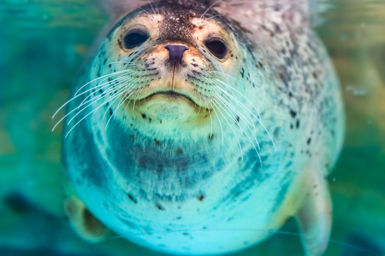 close-up of seal with whiskers it uses to hunt