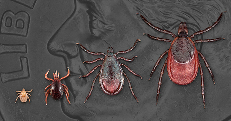 ticks