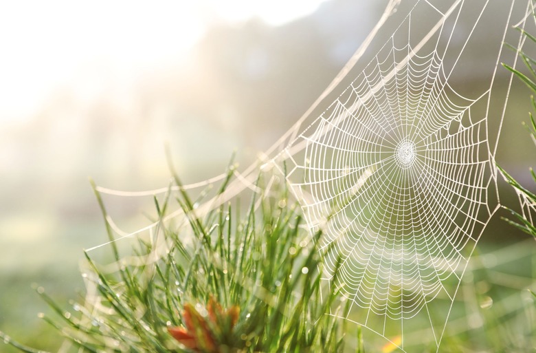 spider web
