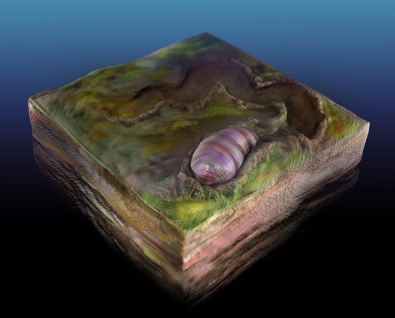 worm