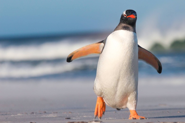 penguin running on snow