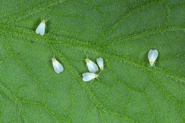 Whitefly