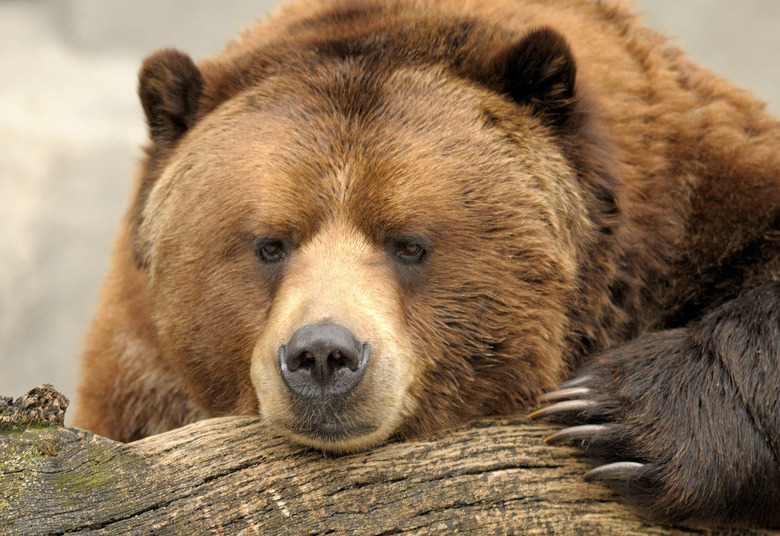 climate change is driving grizzlies to mate with polar bears