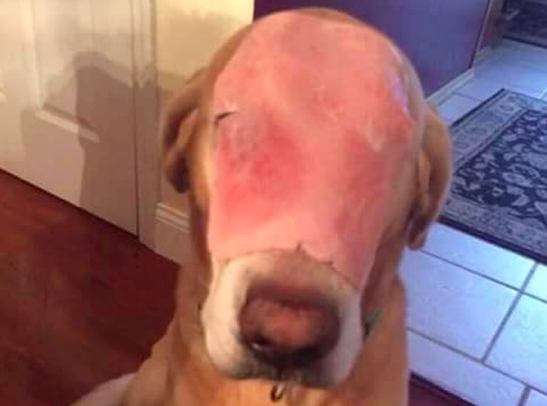 Pray for Ham Dog