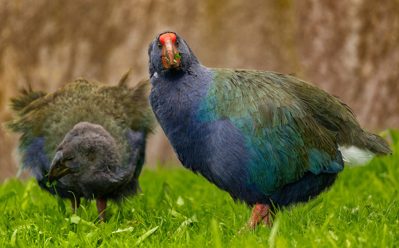 Takahe birds