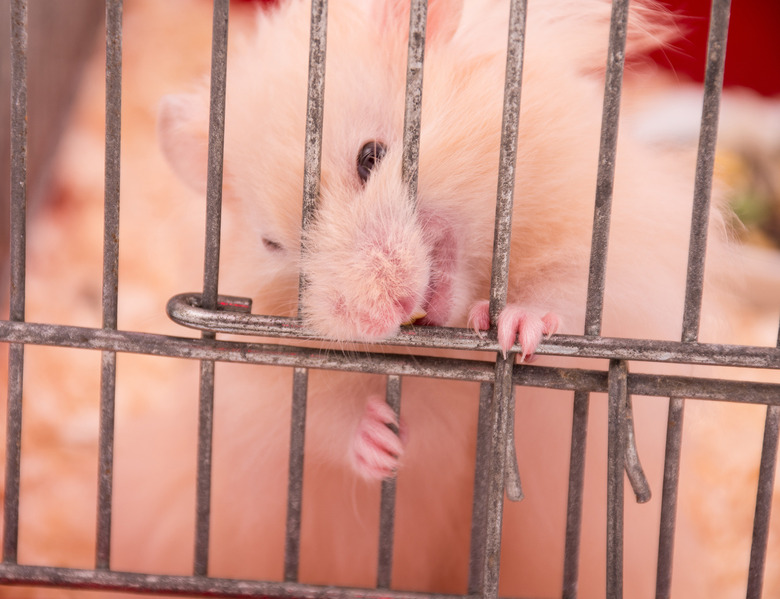 Fierce Syrian hamster gnawing on its cage bars
